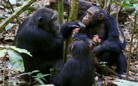 Active Participation In Group Hunts Earns Wild Chimpanzees Meat Access