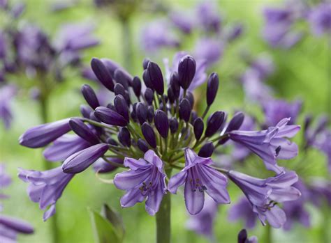 Agapanthus ‘mp003′ Poppin Purple Kvbc