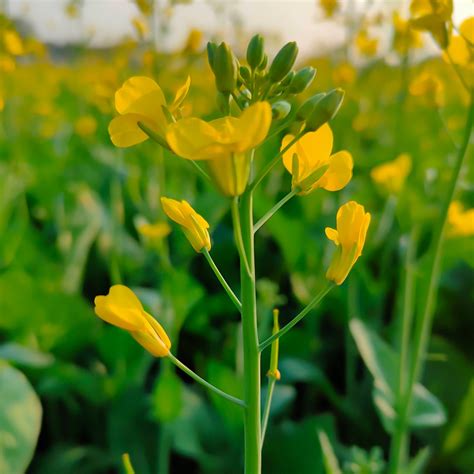 Mustard Plant Wikipedia