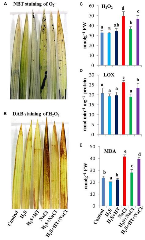 Effect Of H2s On Oxidative Stress Indices In The Leaves Of