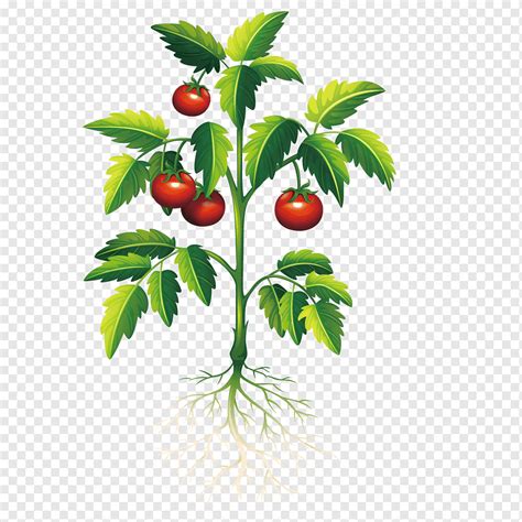 Planta De Tomate Tomate Alimentos Naturales Comida Rama Png Pngwing