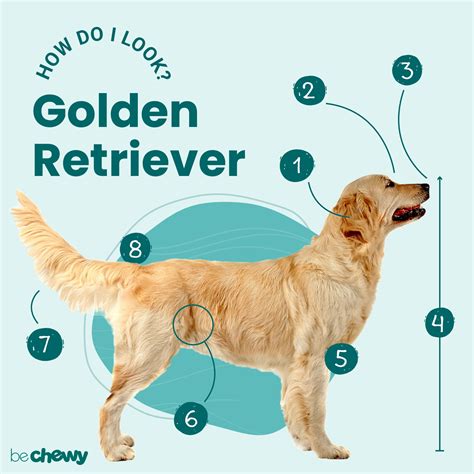 Golden Retriever Breed: Characteristics, Care & Photos | BeChewy