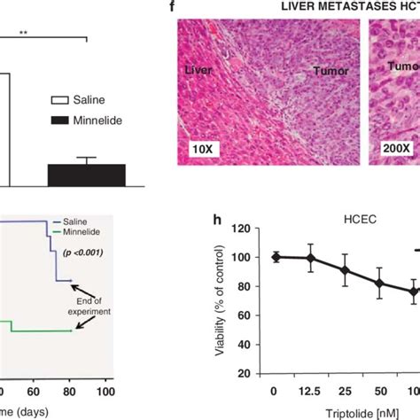 Triptolide Inhibits Transcriptional Activity Of E2F A Triptolide