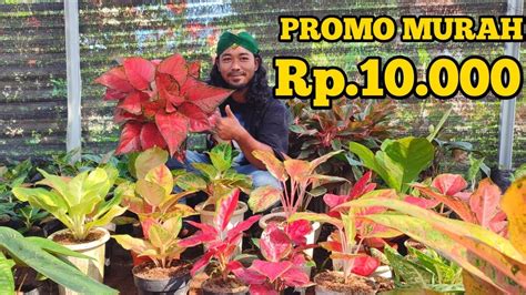 Rp Promo Tanaman Hias Aglaonema Termurah Youtube