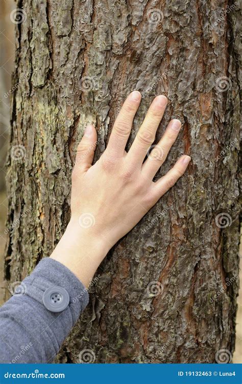 La Main Touche Un Arbre Image Stock Image Du Nature 19132463