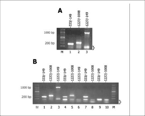 Analysis Of C Ebp αbinding To Pepck Promoter Regions In Vivo Using The