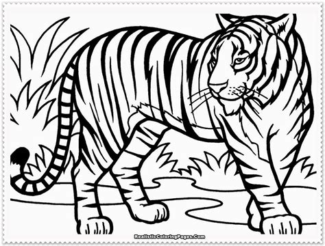 Tiger Drawing For Kids With Colour - dreamfanfictiononedirection