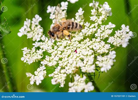 Abelhas De Mel Em Flor Branca Imagem De Stock Imagem De Nica