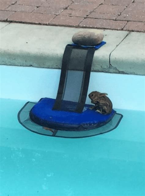 You Can Get A Tiny Ramp For Your Pool That Helps Save Animals From Drowning