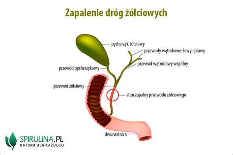 Zapalenie dróg żółciowych algi Spirulina i Chlorella