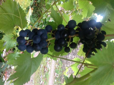 Grape vine identification — BBC Gardeners' World Magazine