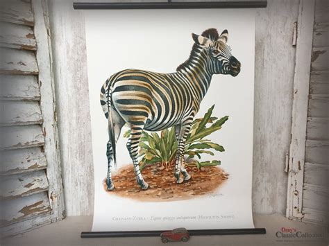 Lehrkarte Zebra X Cm Schulkarte Wandkarte Rollkarte Lehrtafel