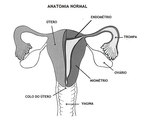 Como É O Útero Por Dentro - O Que é Endométrio No útero - NAZAEDU
