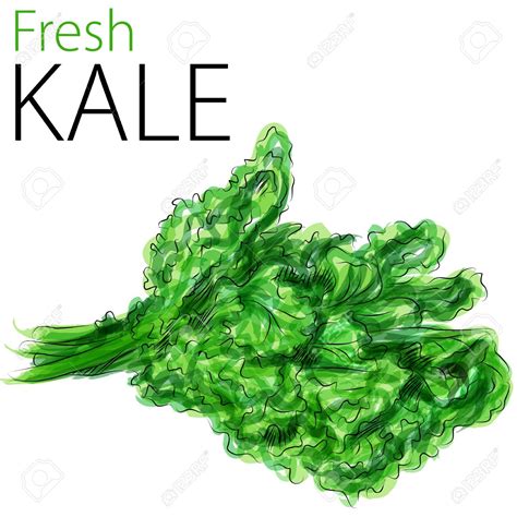 Kale clipart 20 free Cliparts | Download images on Clipground 2024