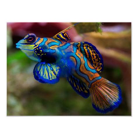 Mandarin Fish Poster | Zazzle | Mandarin fish, Animals beautiful ...