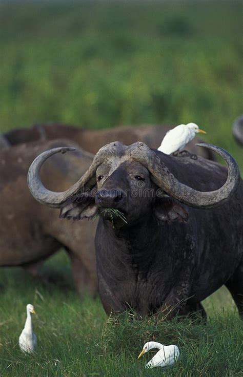 African Buffalo Syncerus Caffer With Cattle Egret Bubulcus Ibis Masai