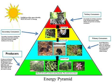 Tropical Rainforest Animals Food Chain