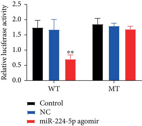 Cmtm4 Is A Direct Binding Target Of Mir 224 5p A Schematic Diagram