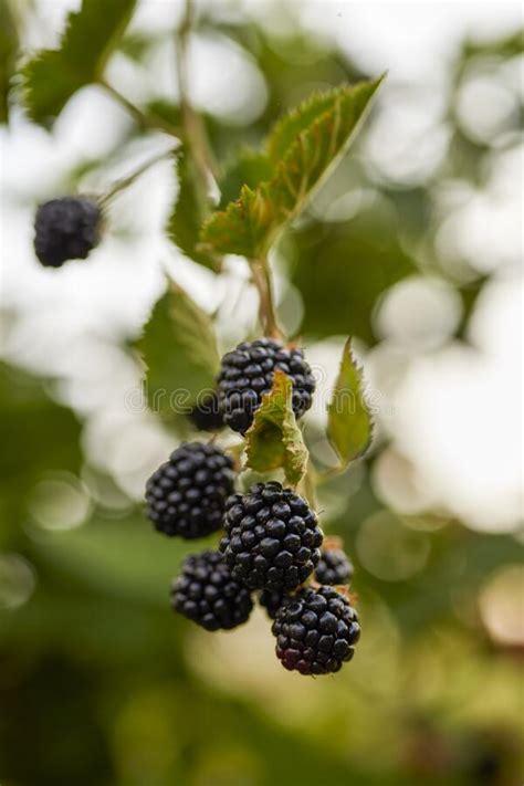 Fresh Blackberries In A Garden Bunch Of Ripe Blackberry Fruit Rubus