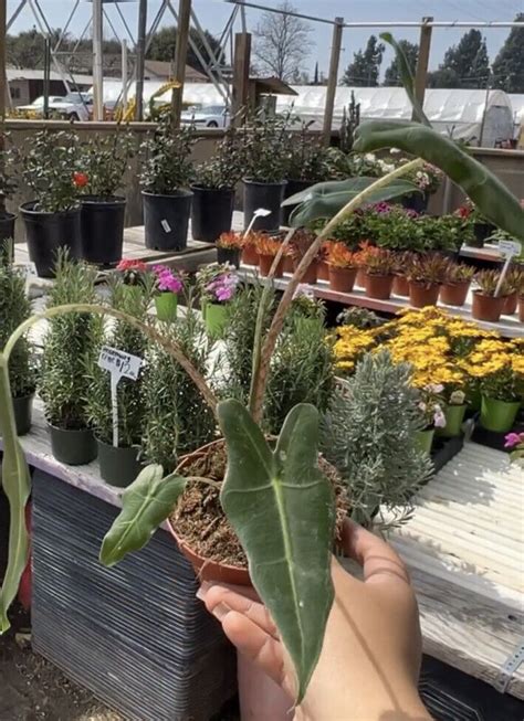 Sarian Elephant Ear African Mask Alocasia Live Plant EBay