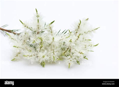 Arbre Th Melaleuca Alternifolia Fleurs Sur Fond Blanc Photo Stock