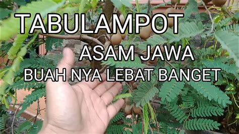 Tabulampot Asam Jawa Buahnya Lebat Banget Youtube