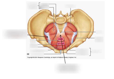 Pelvic Floor Diagram Quizlet