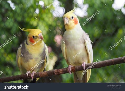 Two Yellow Cockatiels Parrots Nymphicus Hollandicus Stock Photo ...