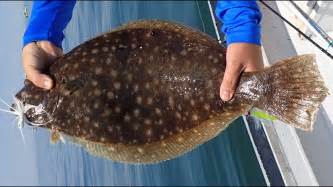 Non Stop Flounder Fluke Fishing Through The Sea Robins Youtube