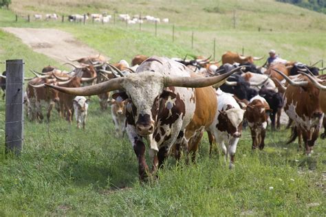 Longhorn Cows In Texas At Steven Weber Blog