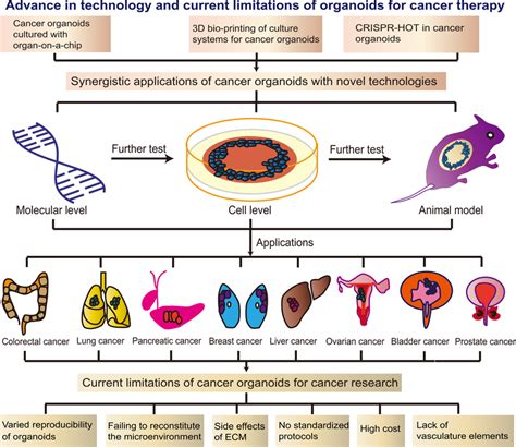 Advance In Technology And Current Limitations Of Organoids For Cancer Download Scientific