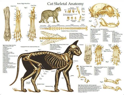 Cat Bones Diagram