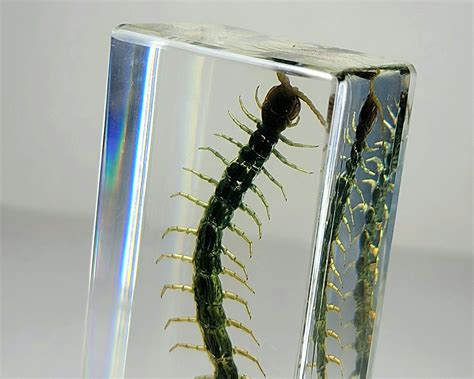 Tiny Centipede In Resin Scolopendra Subspinipes Mutilans Insects In