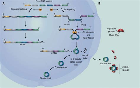 Biogenesis And Function Of Circular RNAs A In The Nucleus A Single