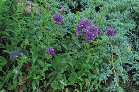 The Best Varieties of Campanula - Fine Gardening