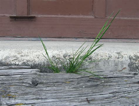 Introducing Weeds Of Boise Awkward Botany