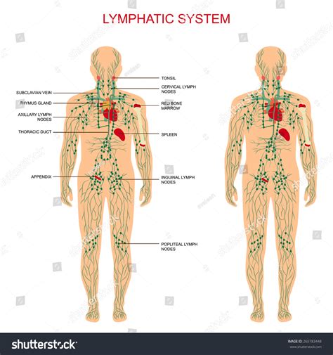 Human Anatomy Lymphatic System Medical Illustration Stock Vector