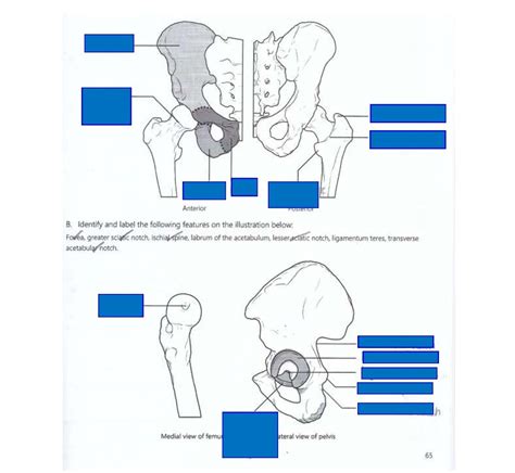 Hip Joint Diagram Quizlet