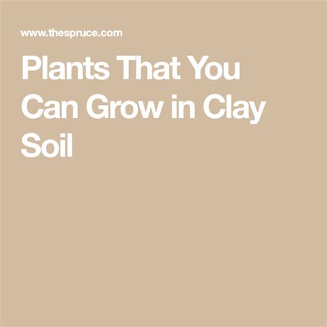 Plants That Grow In Clay Soil Clay Soil Soil Plants