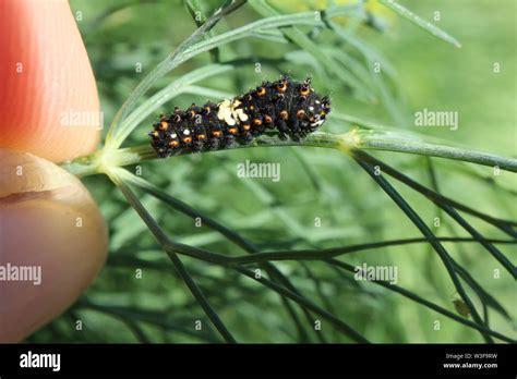 First Instar Black Swallowtail Caterpillar Eating Some Dill In The