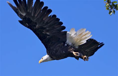 Free Images Nature Wing Sky Flying Wildlife Wild Portrait Beak