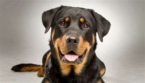 Rottweiler Lab Mix