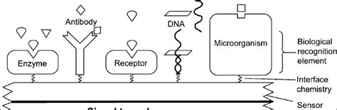 Schematic Representation Of Biosensors Anal Chim Acta 2006 568