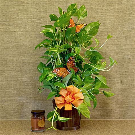 Golden Pothos Philodendron - Pothos Plant