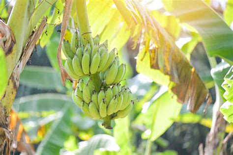 banana fruit on banana tree in the summer, raw banana - green banana fruit 14943886 Stock Photo ...