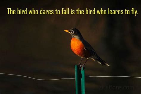 Quotes About Birds Inspirational Picture Messages Zitations