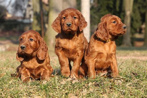 Irish Settler Dog Breed Profile Personality Facts