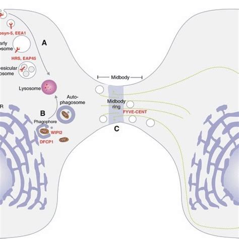 Ptdins P Effectors In Cell Regulation Endocytic Downregulation Of A