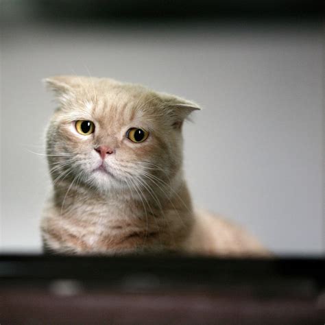 Sad Cat Photograph By Leoch Studio