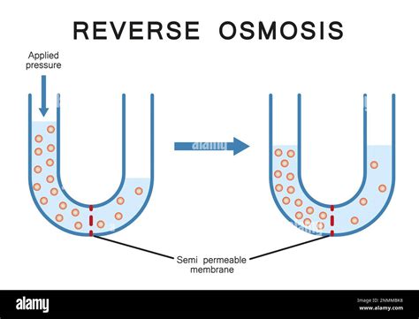 Illustration Showing Reverse Osmosis Process Osmosis Is The Net Movement Of Solvent Molecules